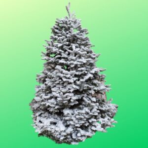 Douglas Nevado 2.2 – Árbol Natural de Navidad