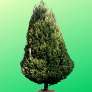 Árbol Douglas 3 mts Natural para Navidad