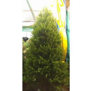 Douglas 2.8 mts- Árbol Natural de Navidad