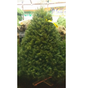 Árbol Douglas Oregon 2.5 mts- Árbol Natural de Navidad a Domicilio