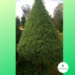 Árbol en Maceta 2.8 mts – Venta (Cedro)